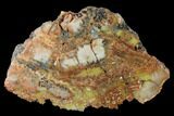 Polished, Petrified Wood (Araucarioxylon) - Arizona #165991-1